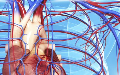 Vital Vessels: Navigating Arteries and Veins for Heart Health